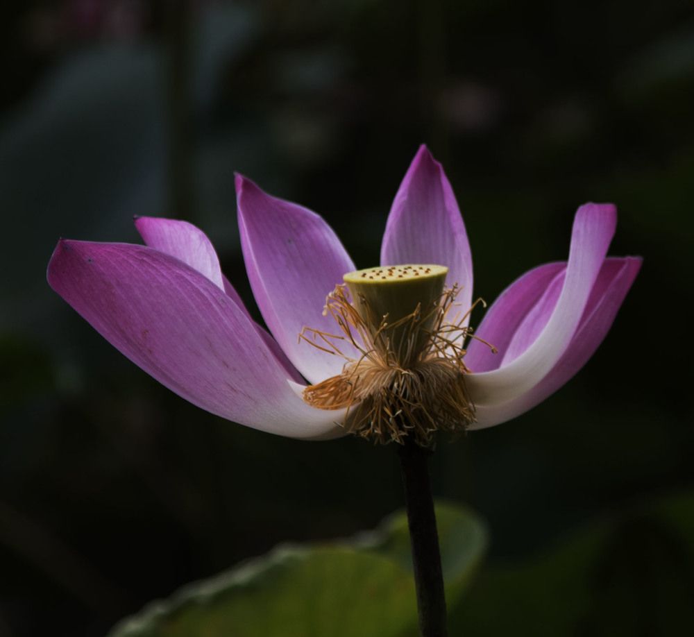 Lotus Flower (Nymphaea violacea)