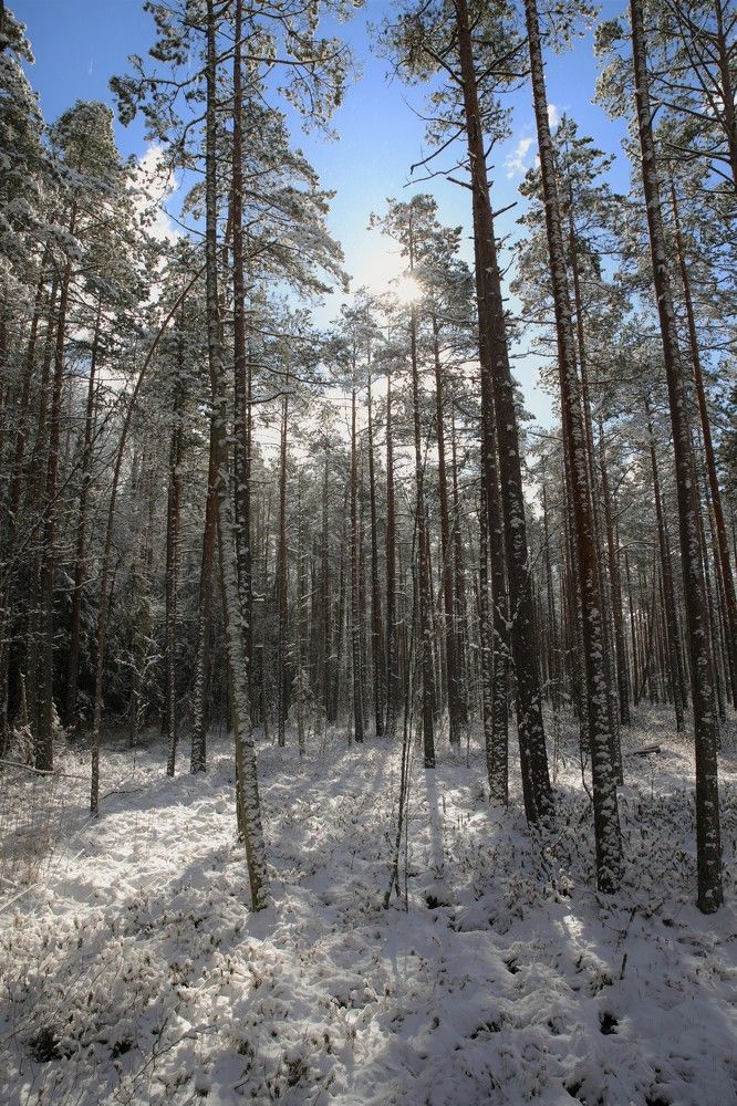 Pine forest, Stompaku bog