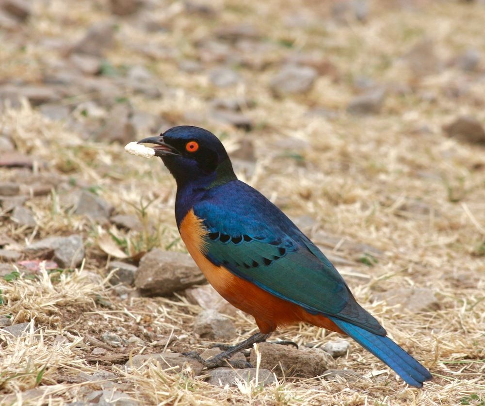 Photograph by Ahmet Aka