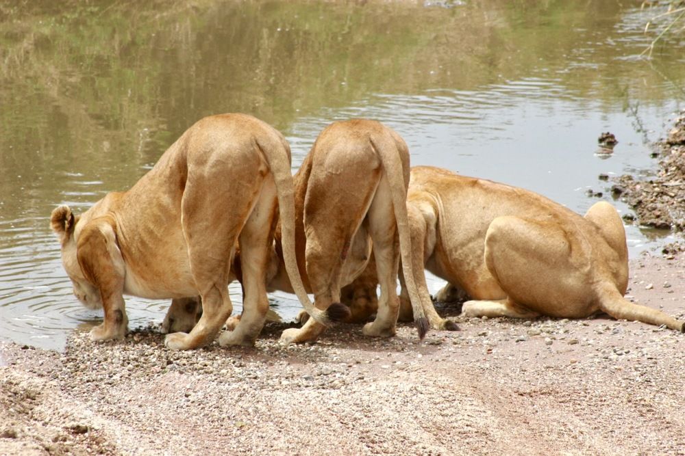 Photograph by Ahmet Aka