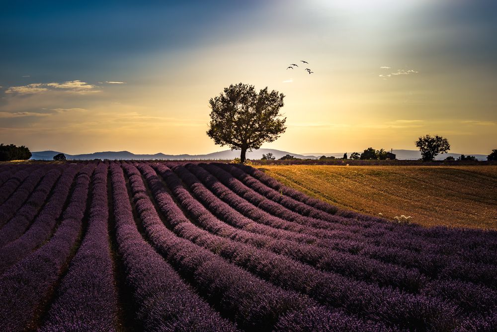 Photograph by Lopes Luis