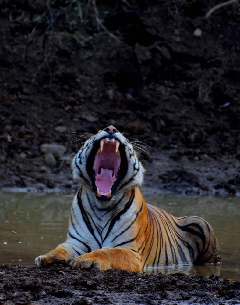 Photograph by Ravi Pathekar