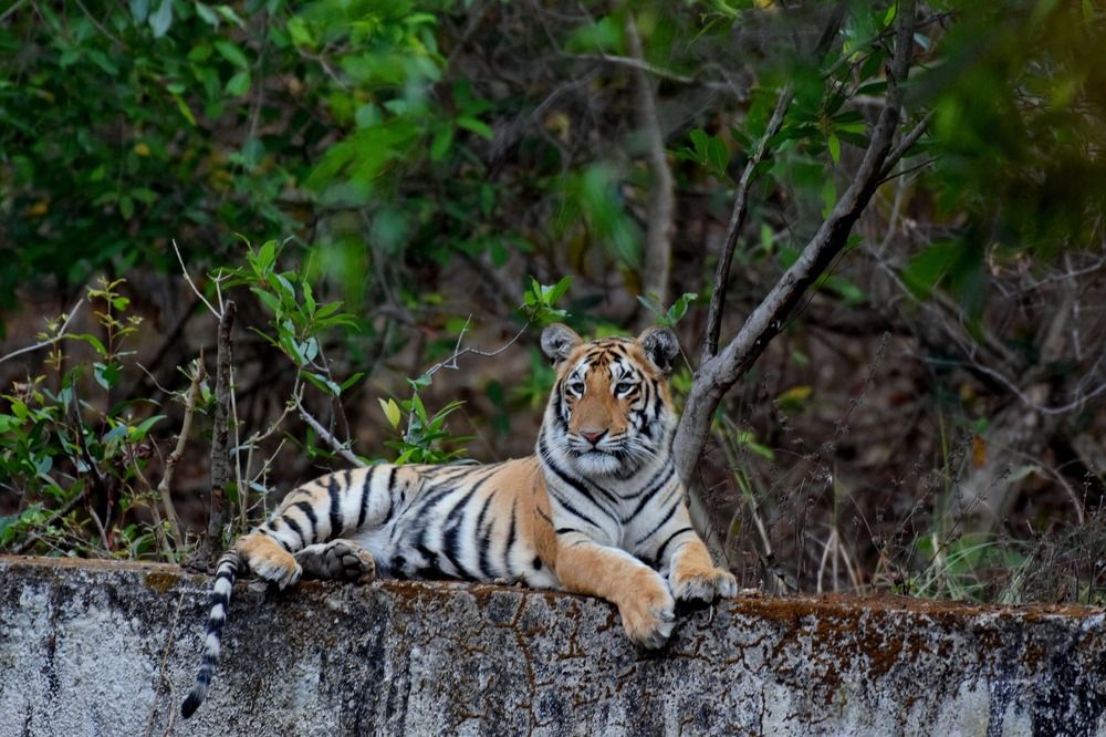 Tiger in his own Habitat