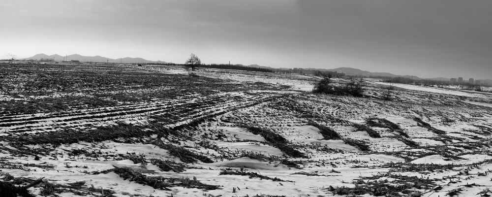 The singing of the field