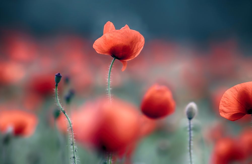 Photograph by Ralitsa Byalkova