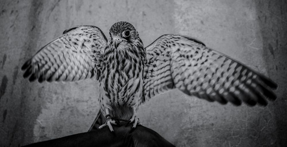 Photograph by kadiki Ahmed L