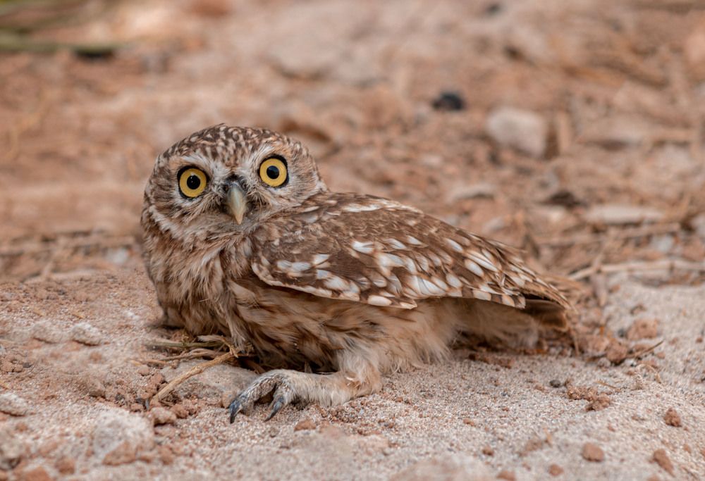 Photograph by kadiki Ahmed L