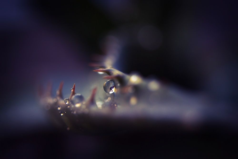 Остановись мгновение