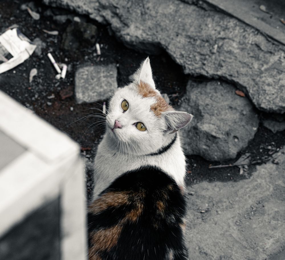 Photograph by Кирилл Митрошкин