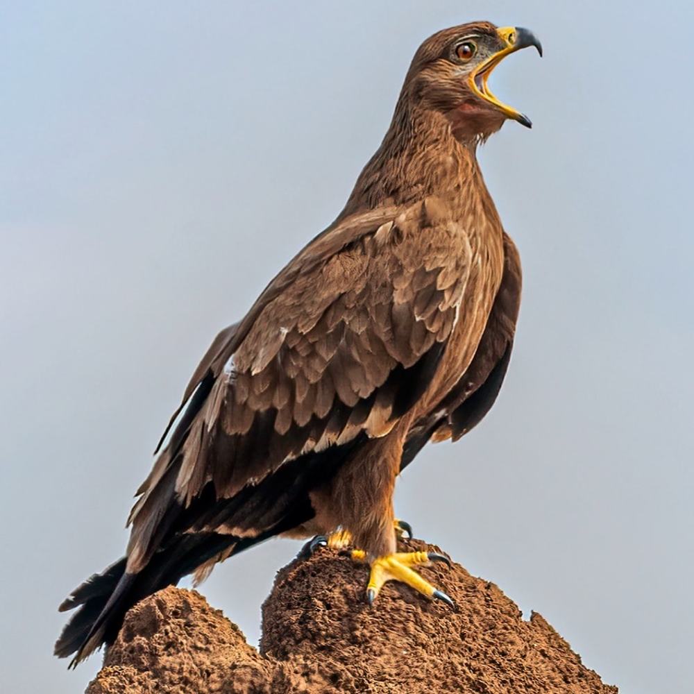 Photograph by Yogesh Divekar