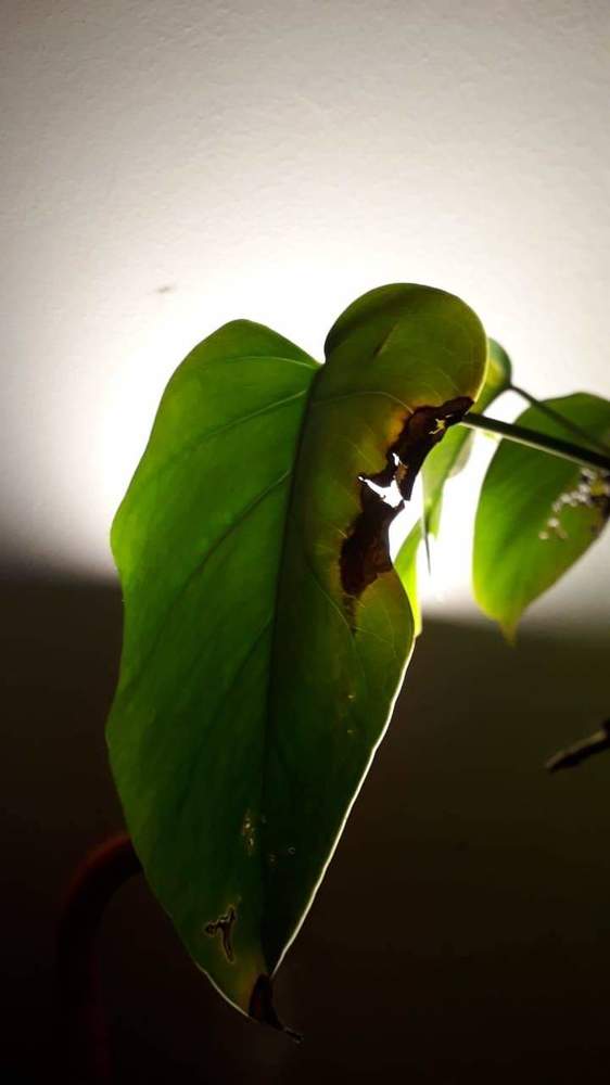 Photograph by Maria Celeste Efesi