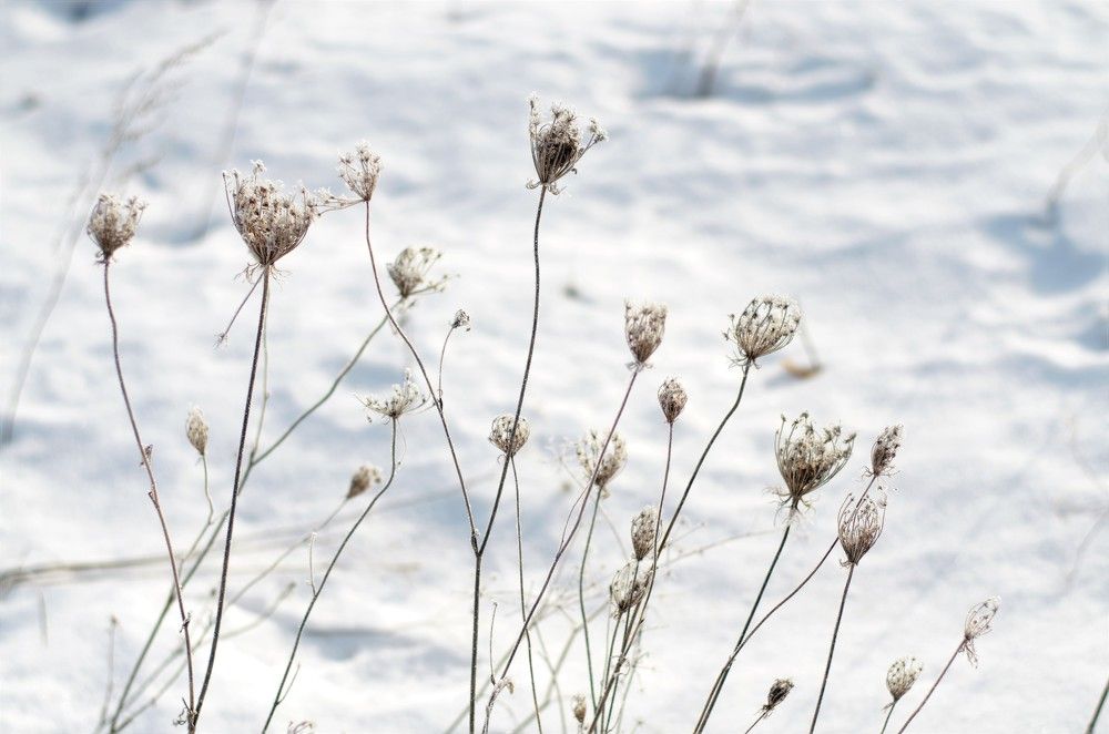 Photograph by Елена Коптева