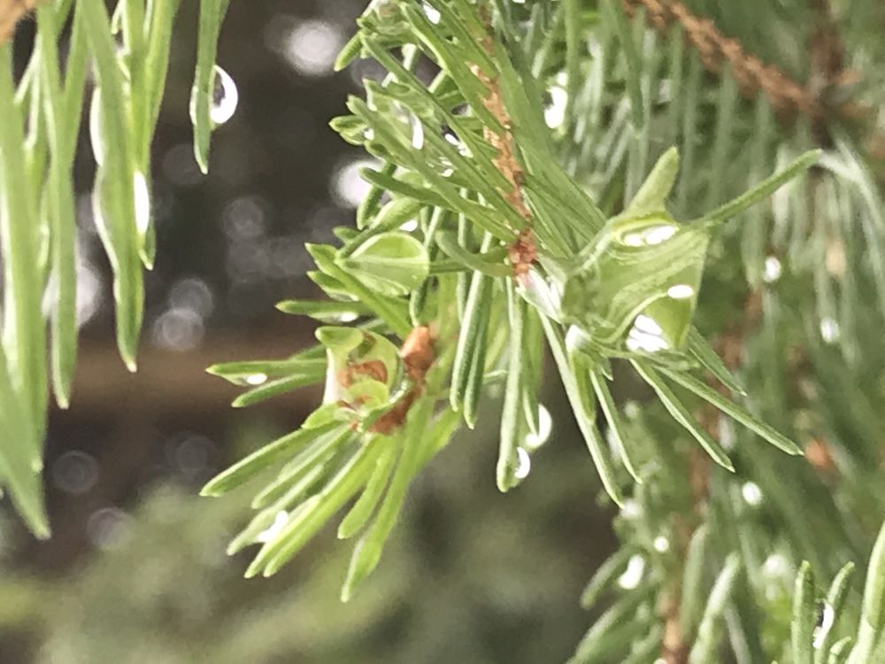 Весенняя лесная капель