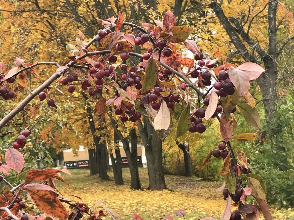 Ягодная рапсодия