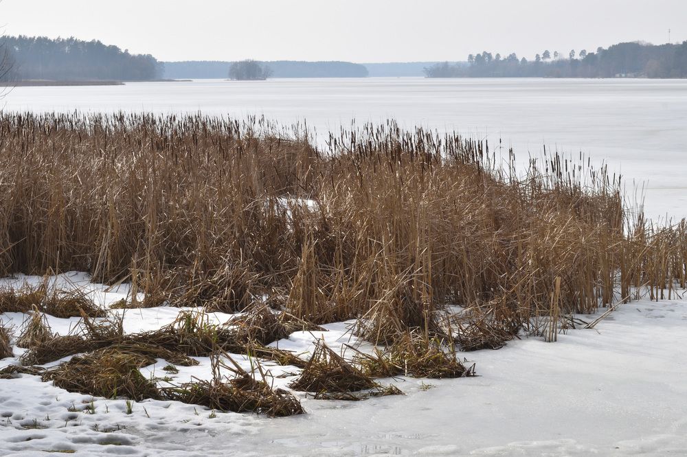 Прошлогодний рогоз