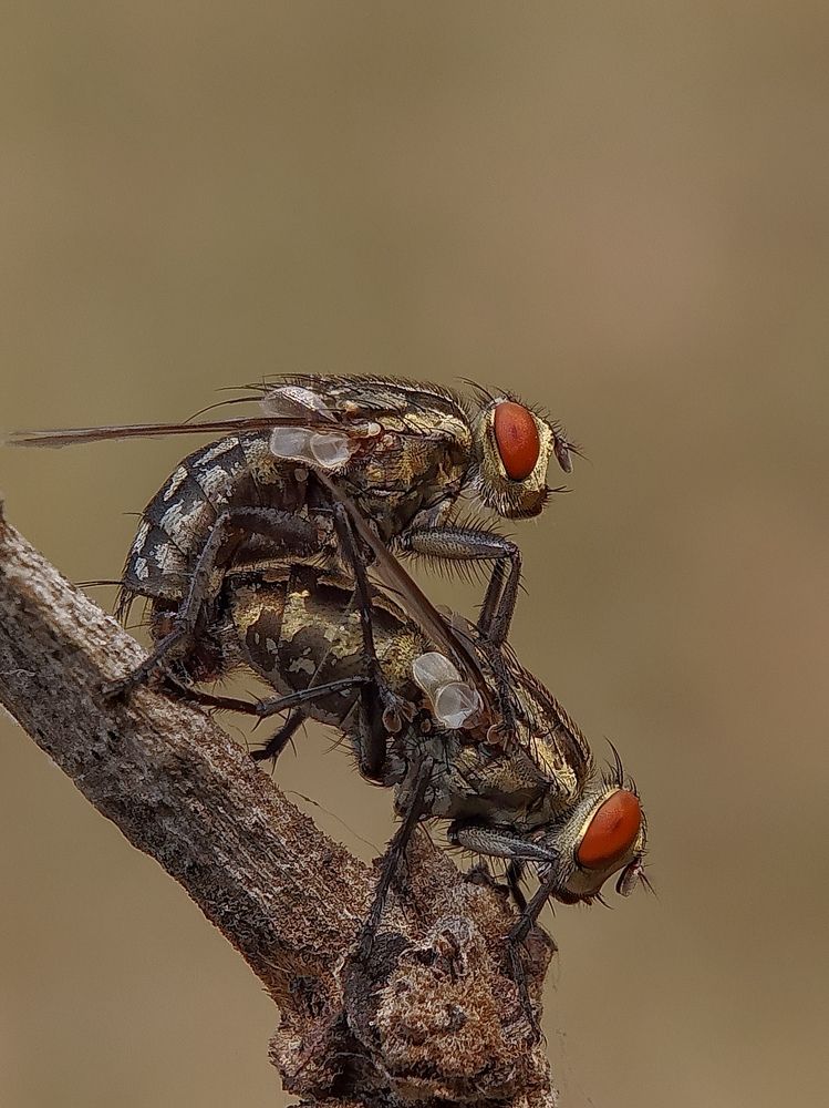 Photograph by Chutu Sing