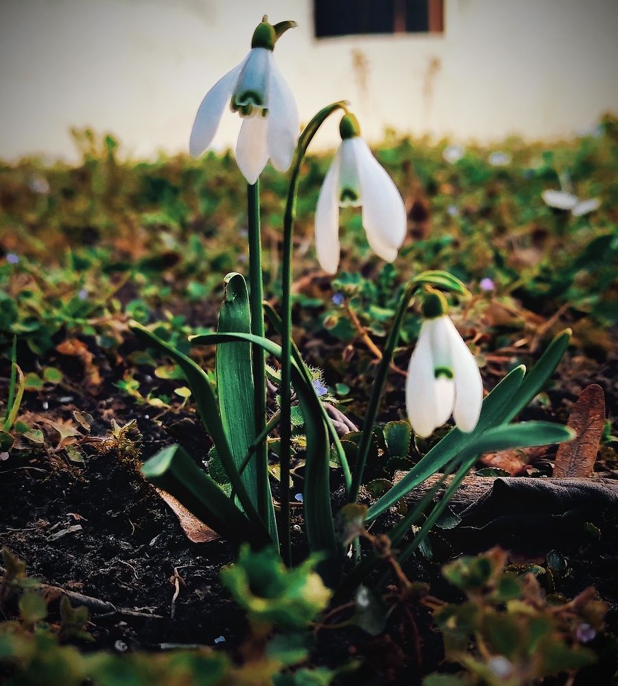 Фотография автора Kiss Gabor