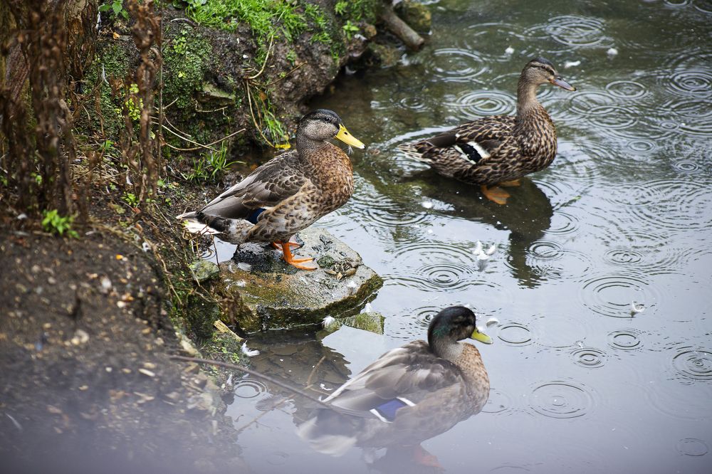 Утиный король
