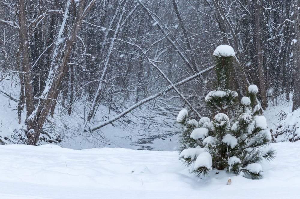 Photograph by Галина Литвинова