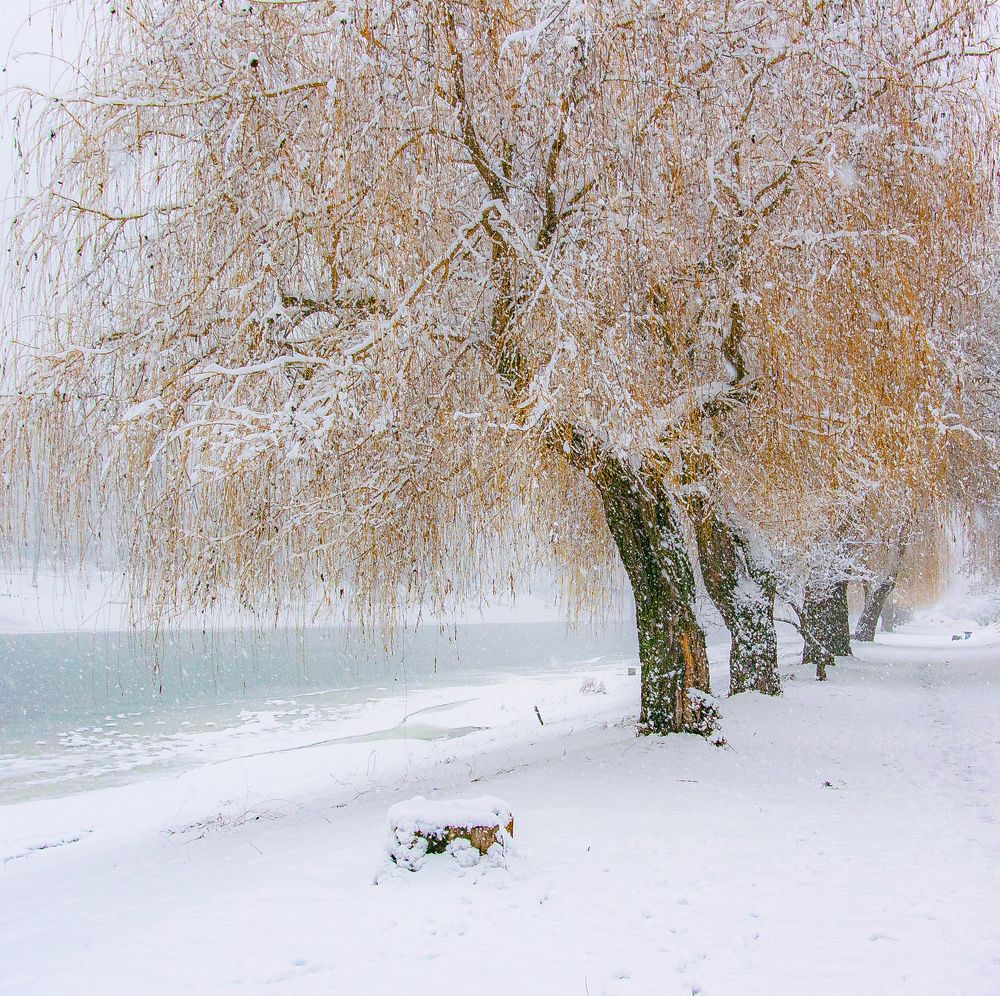 Photograph by Тамара Масло