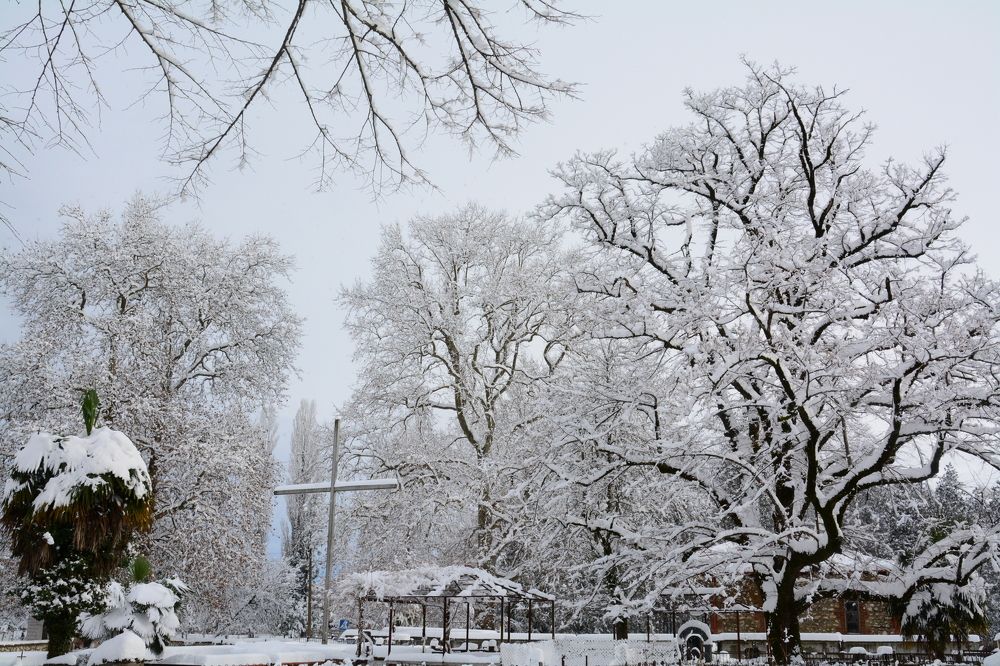 Photograph by Shota Gogoli