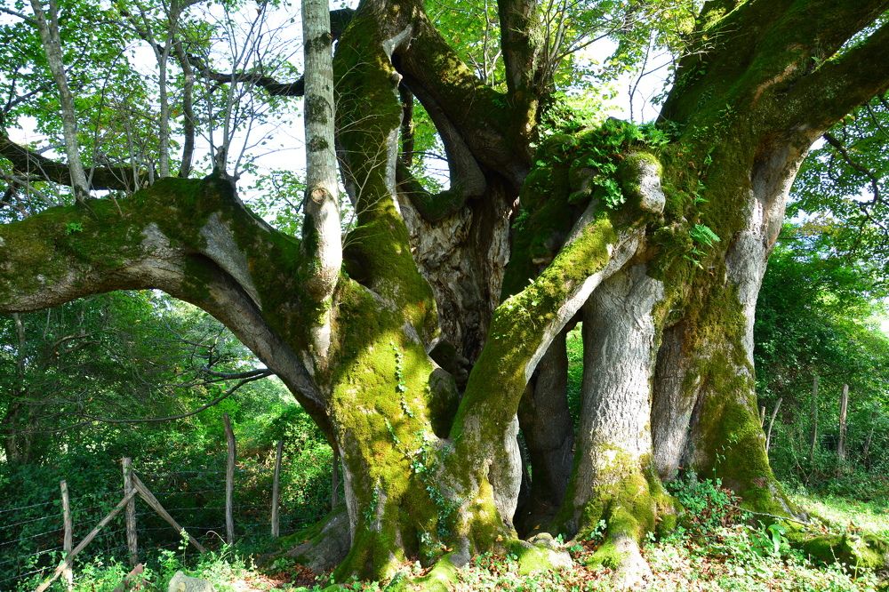 Photograph by Shota Gogoli