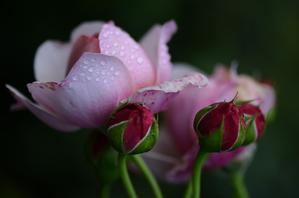 Photograph by Юлия Ястребова