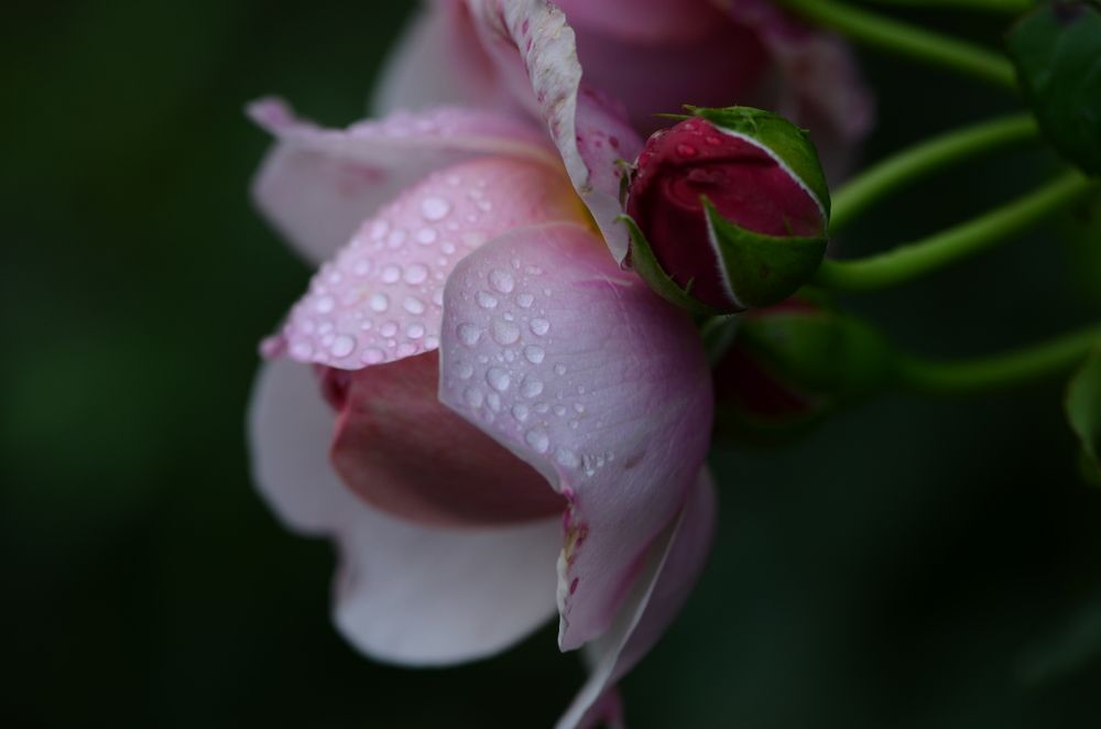 Photograph by Юлия Ястребова