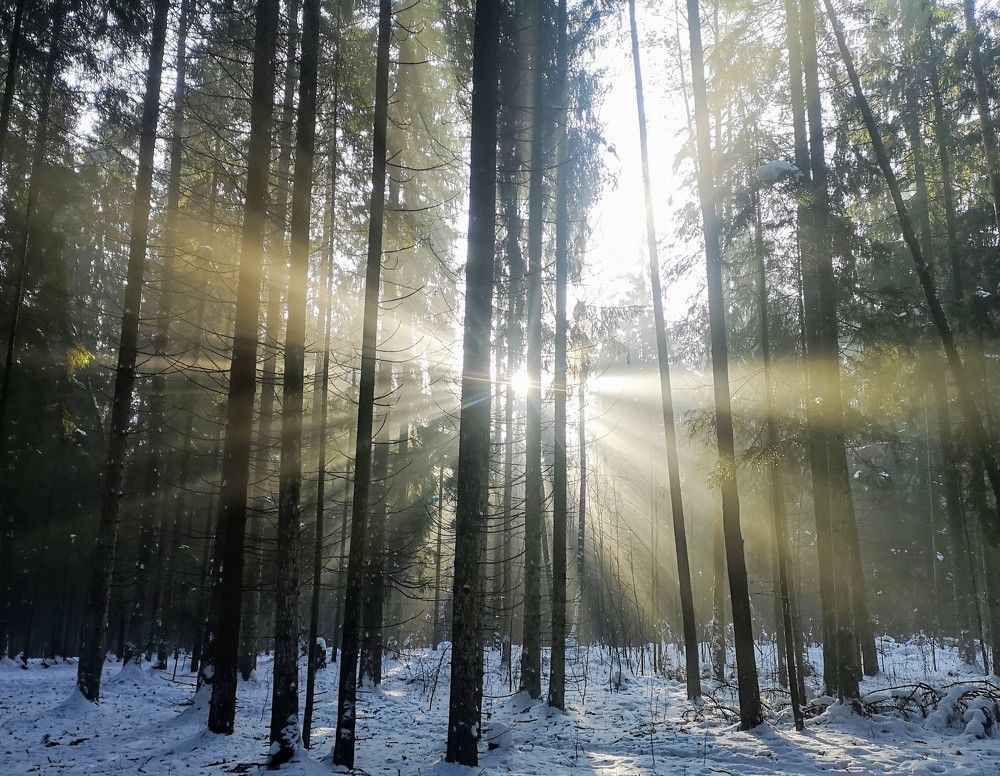 Солнечный день в зимнем лесу-1