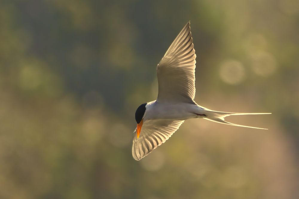 Photograph by Aman Sarda