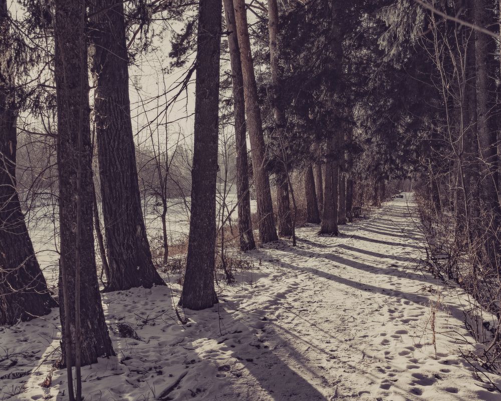 Солнце. ели. тропа