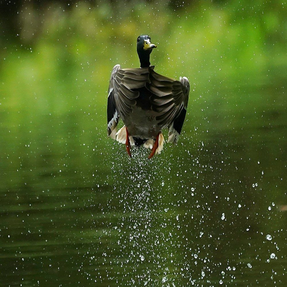 Селезень на взлете