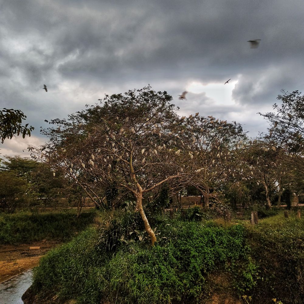 Photograph by Devon Senarathna