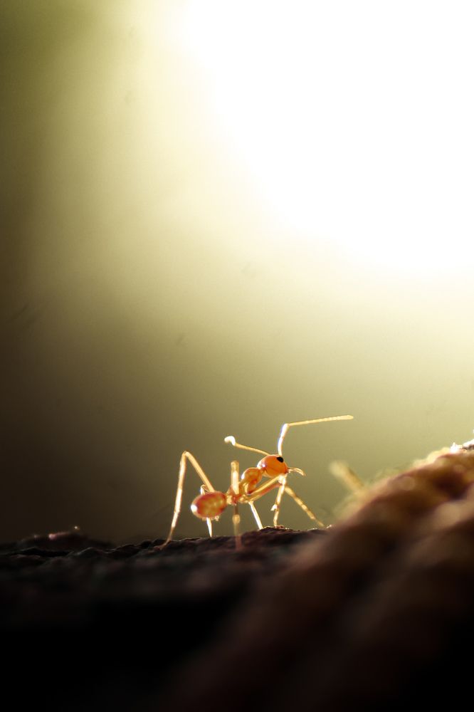 Photograph by Ajay Raj