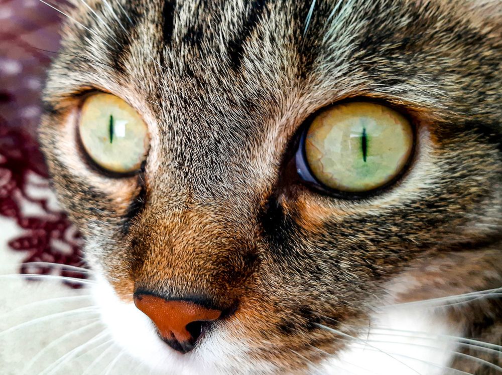 Photograph by Мария Глотова