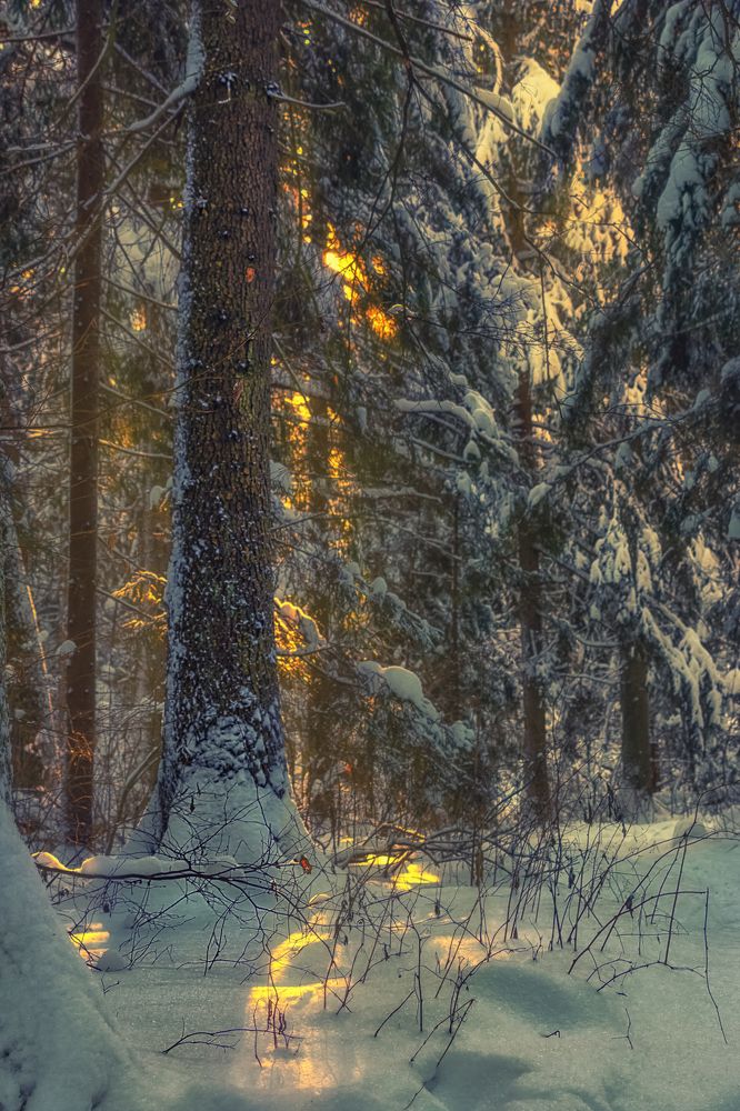 Photograph by Светлана Сагайдачная