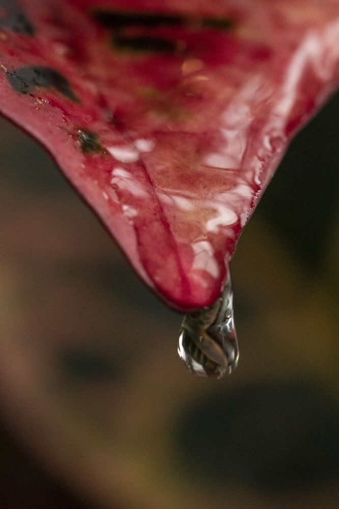 Photograph by Карина Колодкова