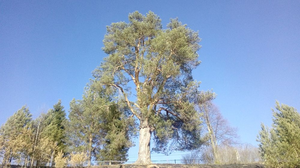 Photograph by София Корепанова