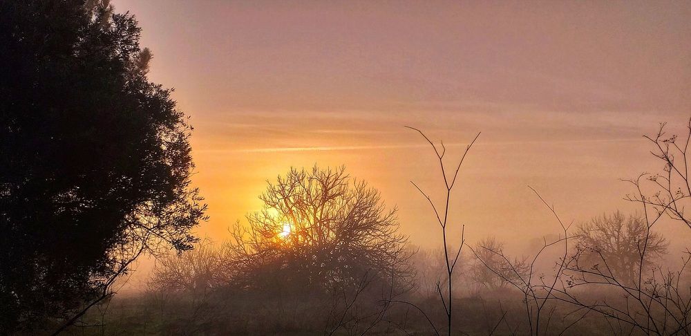 Nature's Heart