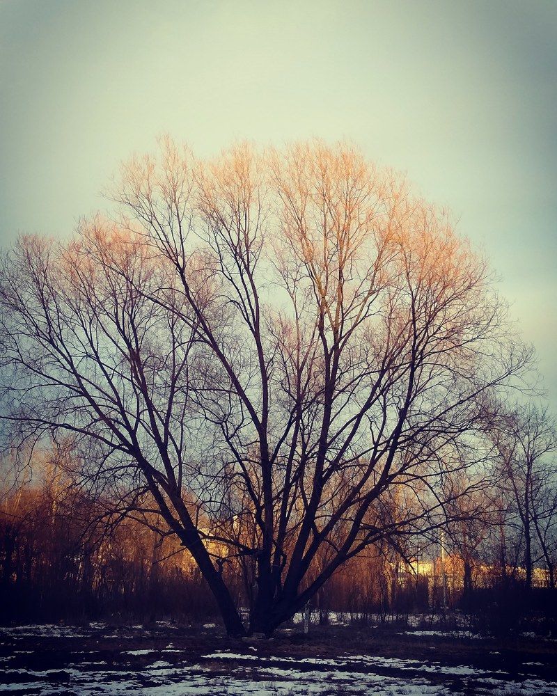 Фотография автора Елена Кобелева