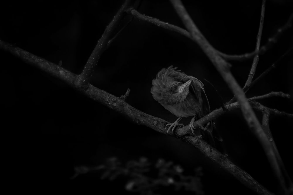 Photograph by Nithin Kumar