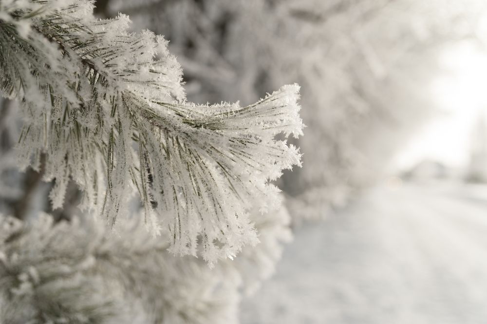 Photograph by Svetlana