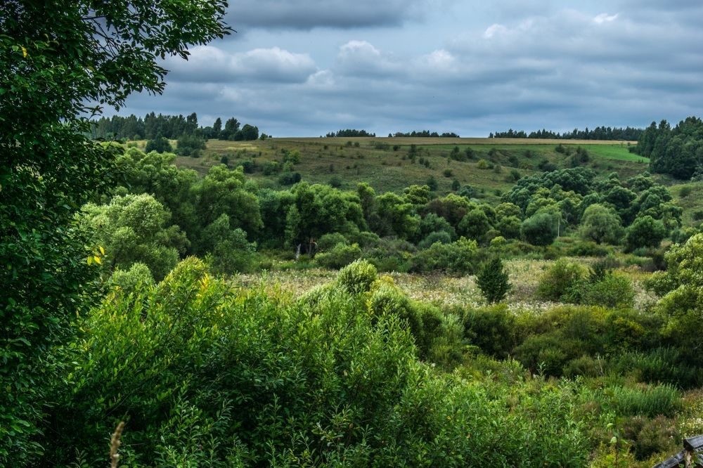 Зелёное обозрение.