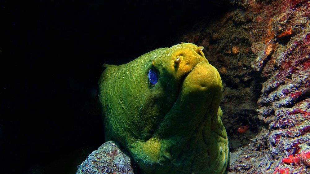Green Moray