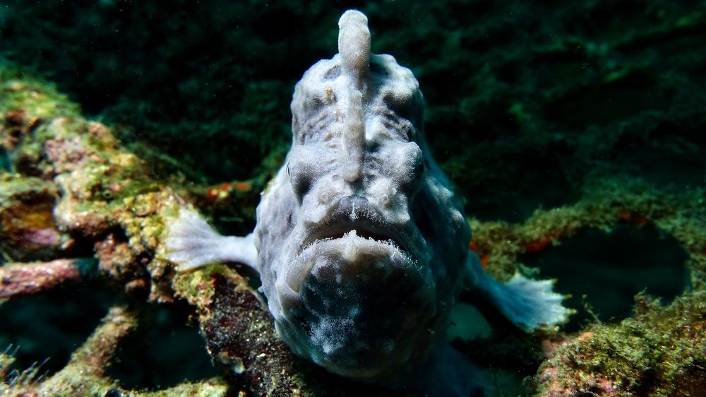 Frogfish