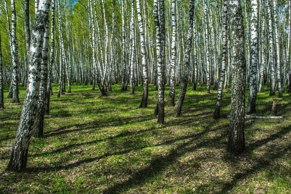 Берёзовая роща.