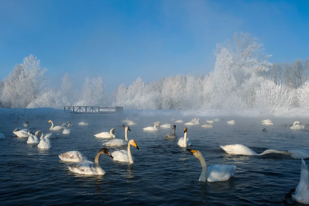 Лебединое озеро.