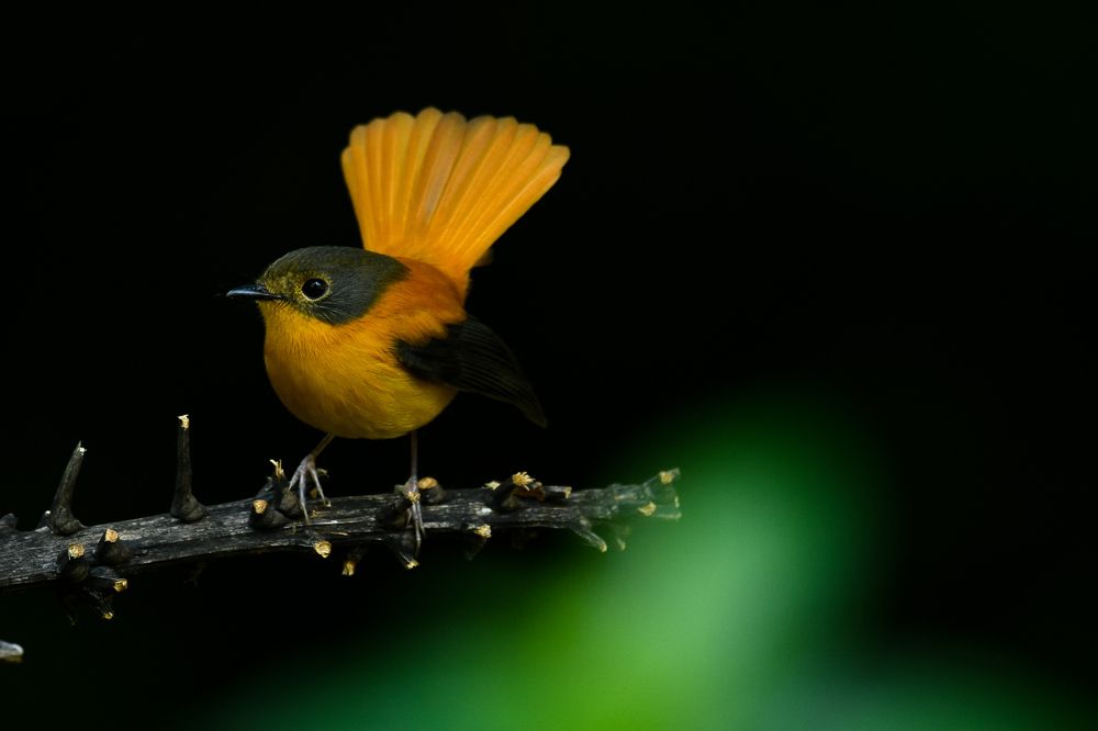 Photograph by Mohan Raj