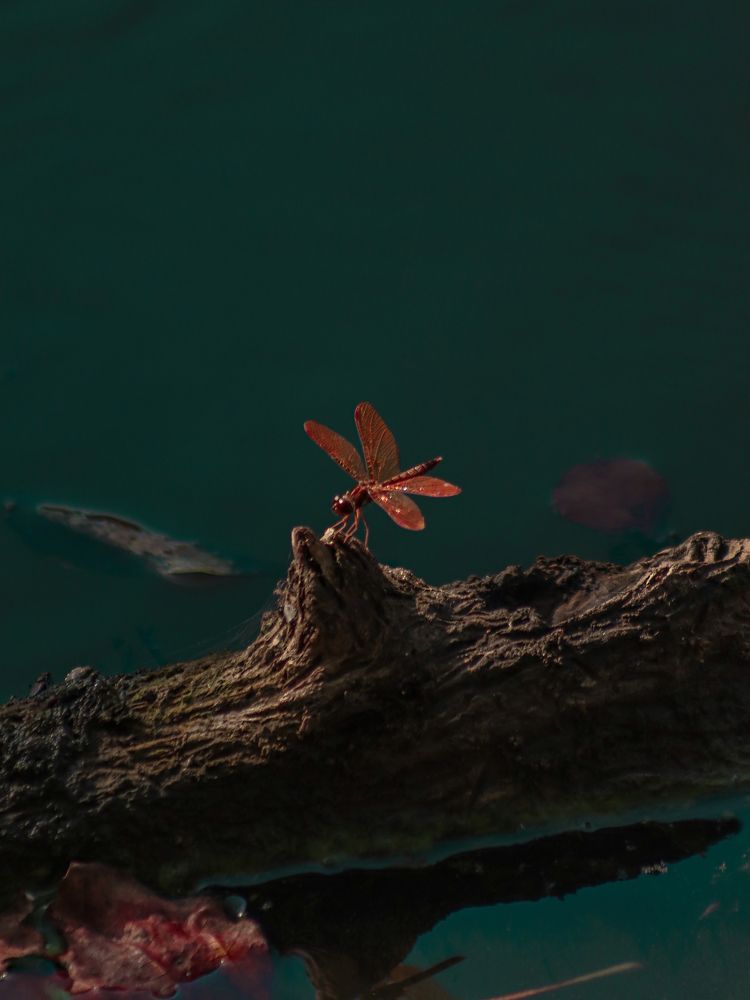 Photograph by Alisa Bryz-Gornia