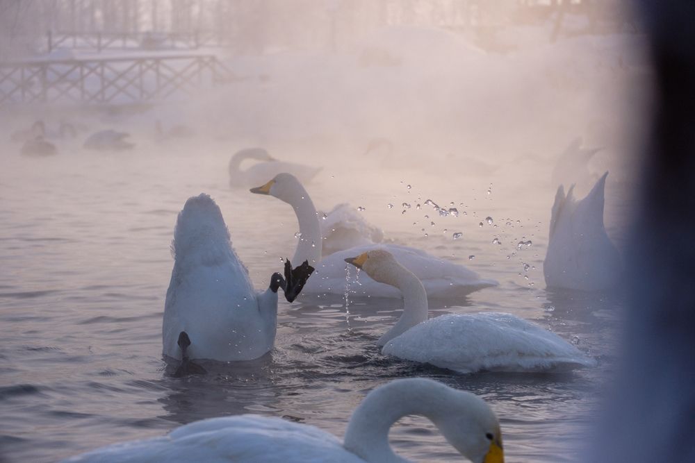 Лебединое озеро.